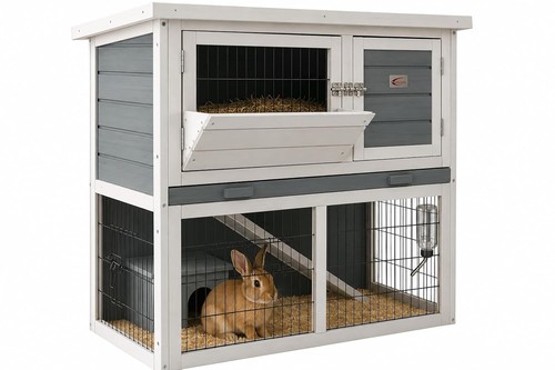 Bunny business tier - bunny,