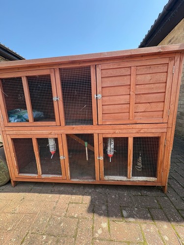 Large rabbit hutch guinea pig - guinea,